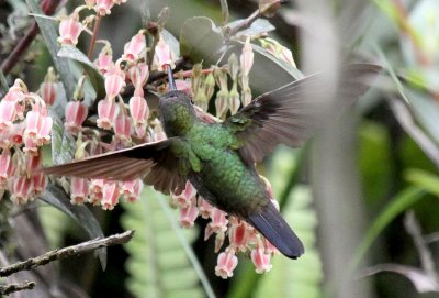 Greenish Puffleg