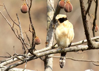 Laughing Falcon