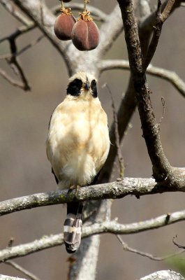 Laughing Falcon