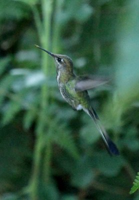 Marvelous Spatuletail