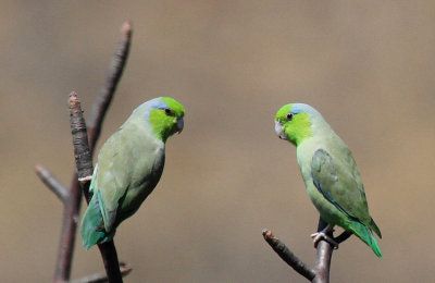 Pacific Parrotlet