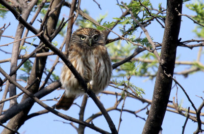 Pacific Pygmy-Owl