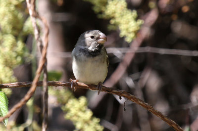 Parrot-billed Seedeater