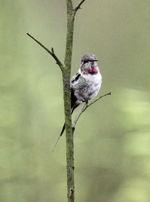 Peruvian Sheartail