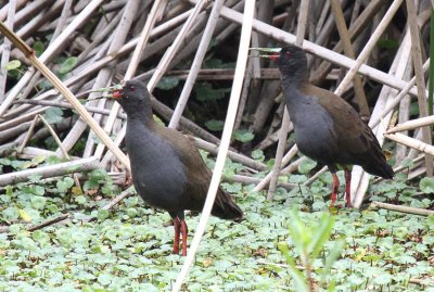 Plumbeous Rail