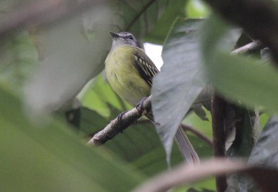 Plumbeous-crowned Tyrannulet