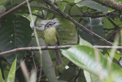 Plumbeous-crowned Tyrannulet