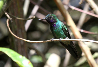 Purple-throated Sunangel