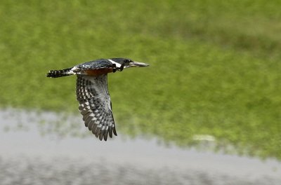 Ringed Kingfisher