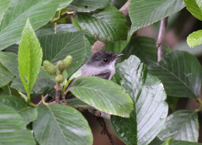 Torrent Tyrannulet