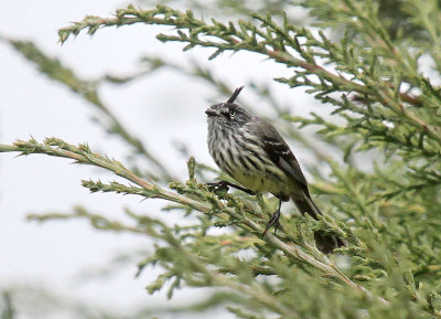 Tufted Tit-Tyrant