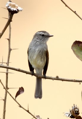 Tumbesian Tyrannulet