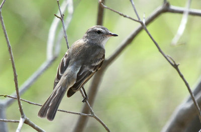 Tumbesian Tyrannulet