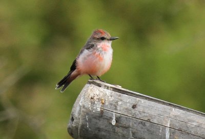 Vermilion Flycatcher