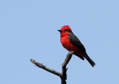 Vermilion Flycatcher