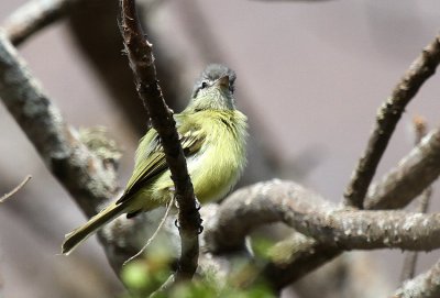 Yellow-olive Flycatcher