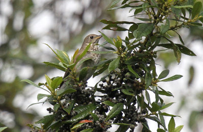 Gray-cheeked Thrush