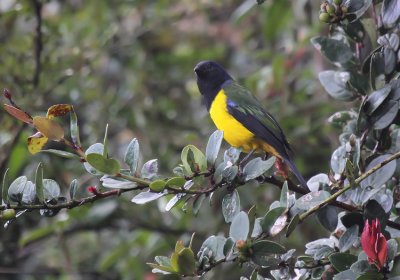 Black-chested Mountain-Tanager