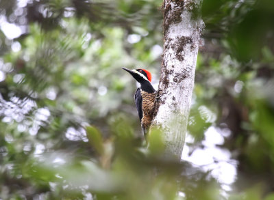 Powerful Woodpecker