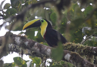 Choco Toucan