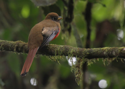 Collared Trogon