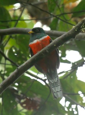 Collared Trogon