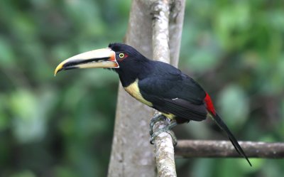 Pale-mandibled Aracari