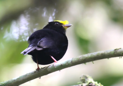 Golden-winged Manakin