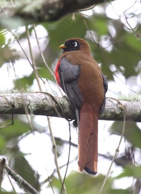 Masked Trogon