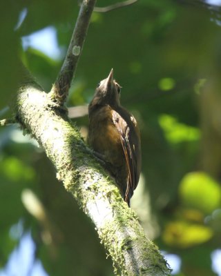 Smoky-brown Woodpecker