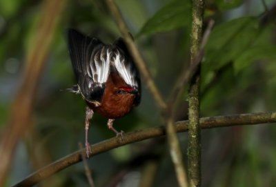 Club-winged Manakin