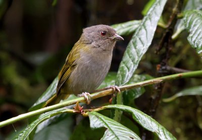 Dusky Bush-Tanager