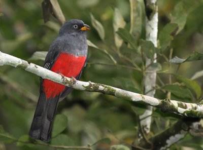 Ecuadorian Trogon