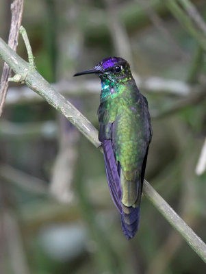 Violet-fronted Brilliant