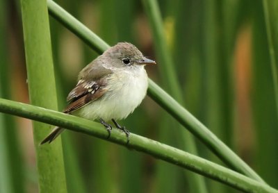 Alder Flycatcher