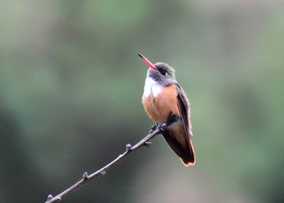 Amazillia Hummingbird