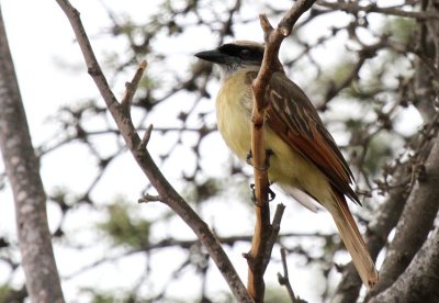 Baird's Flycatcher