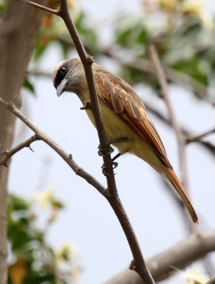 Baird's Flycatcher