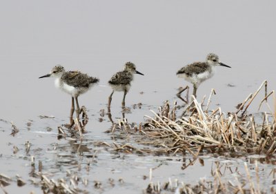 Black-necked Stilt