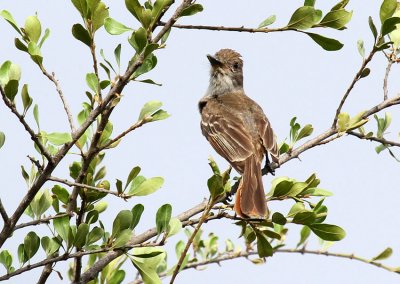 Brown-crested Flycatcher