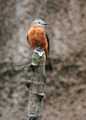 Cliff Flycatcher