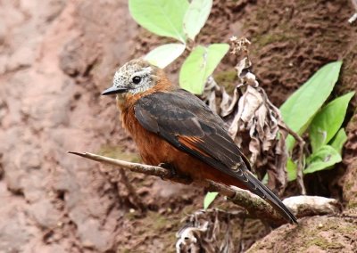 Cliff Flycatcher