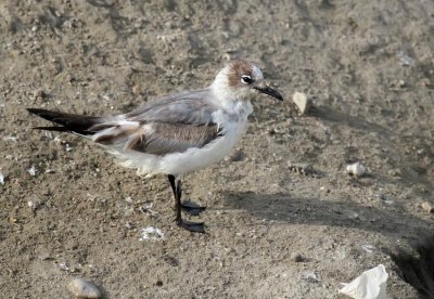 Franklin's Gull