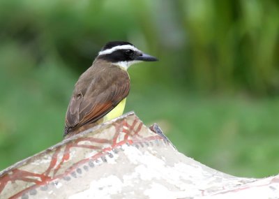 Great Kiskadee