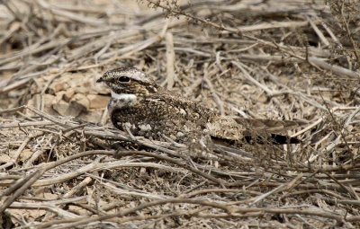 Lesser Nighthawk