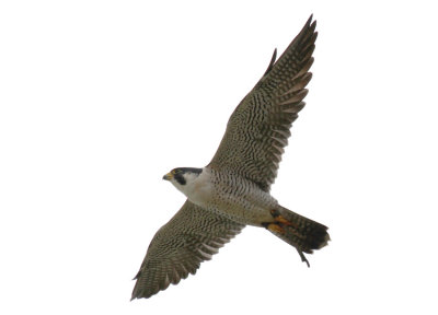 Peregrine