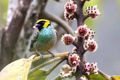 Saffron-crowned Tanager