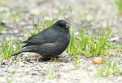 Slaty Finch