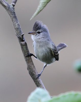 Southern Beardless-Tyrannulet