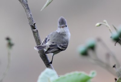 Southern Beardless-Tyrannulet